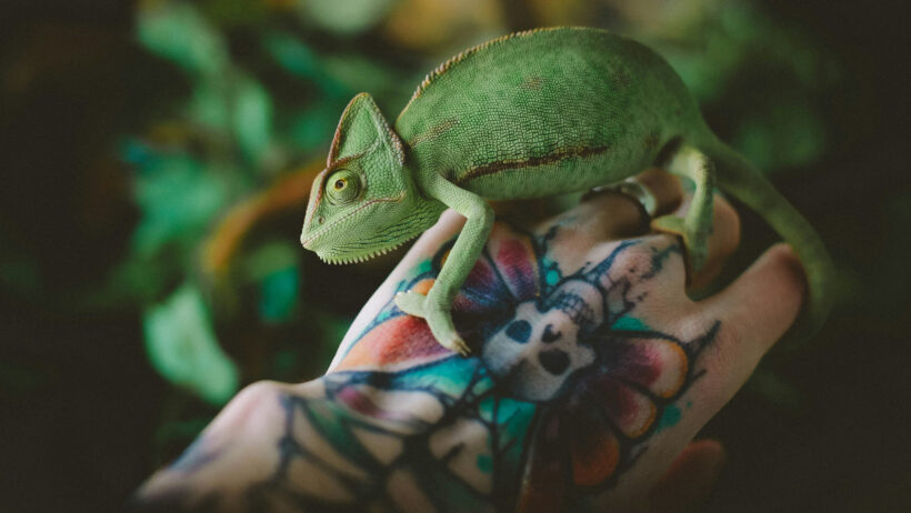 Die besten veganen Tattoo-Cremes und ihre Vorteile